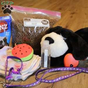 Sophie, Basset Hound Puppy